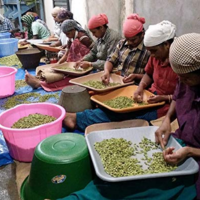 Cardamom spice