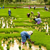 Rice fields